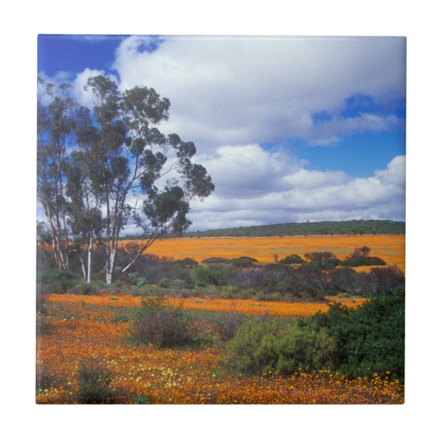 Frühlingsblumen in Namaqualand, Südafrika Fliese (Vorderseite)