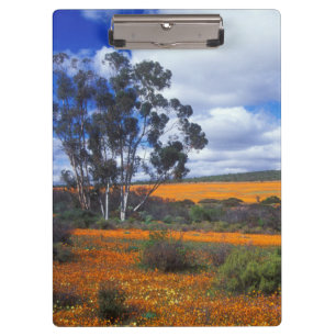 Frühlingsblumen in Namaqualand, Südafrika Klemmbrett