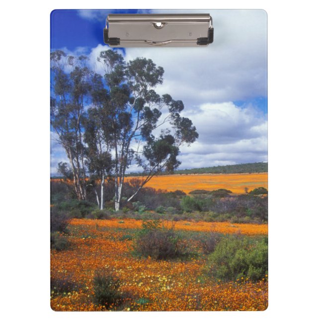 Frühlingsblumen in Namaqualand, Südafrika Klemmbrett (Vorderseite)