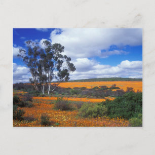 Frühlingsblumen in Namaqualand, Südafrika Postkarte
