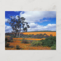 Frühlingsblumen in Namaqualand, Südafrika