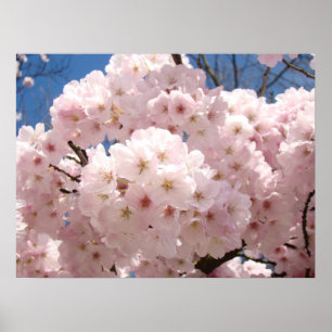 Frühlingsblumen-Kunstposter Rosa Baumblüten Poster