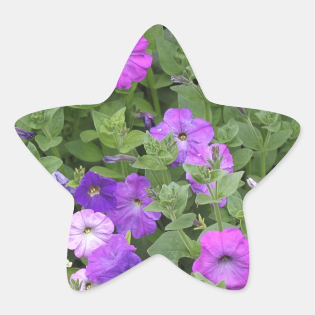 Frühlingsblumen Lila Garten Petunia Foto Stern-Aufkleber (Vorderseite)