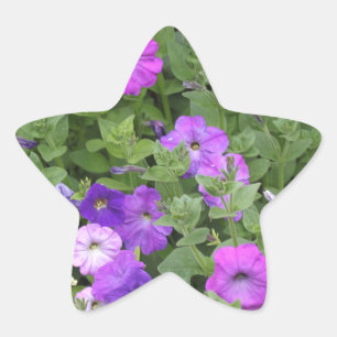 Frühlingsblumen Lila Garten Petunia Foto Stern-Aufkleber