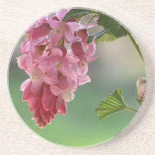 Frühlingsblumen, Oster, Frühling, Natur, Rosa Getränkeuntersetzer