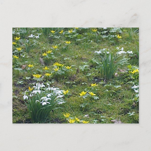 Frühlingsblumen Postkarte (Vorderseite)
