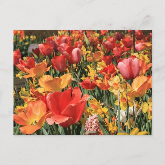 Frühlingsblumen Postkarte (Vorderseite)