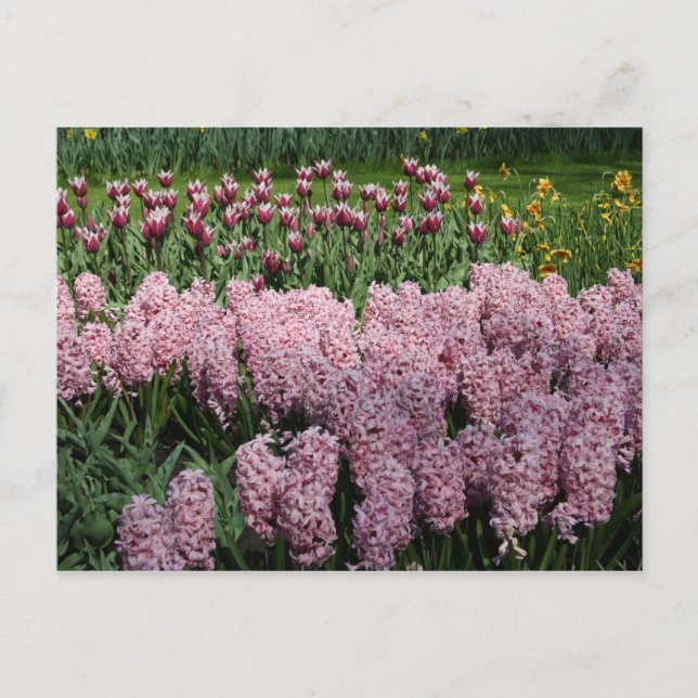 Frühlingsblumen Postkarte (Vorderseite)
