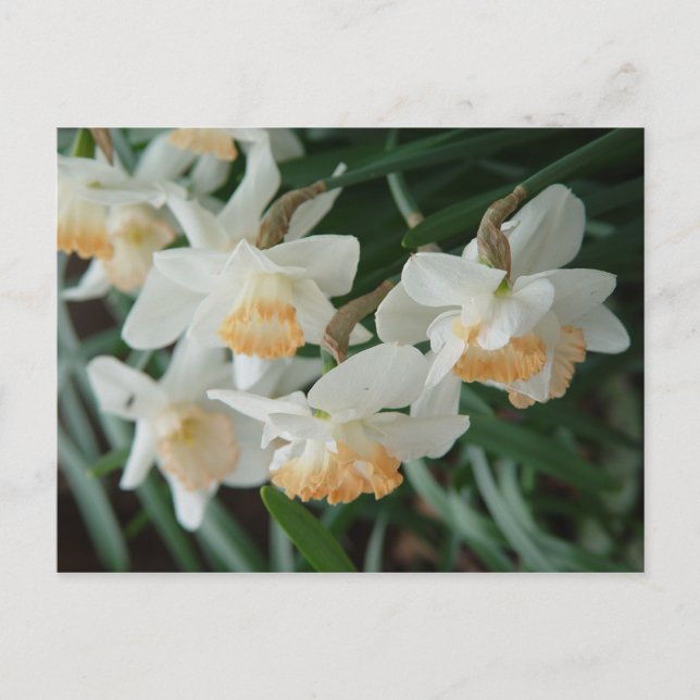 Frühlingsblumen Postkarte (Vorderseite)