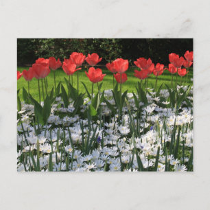 Frühlingsblumen Postkarte