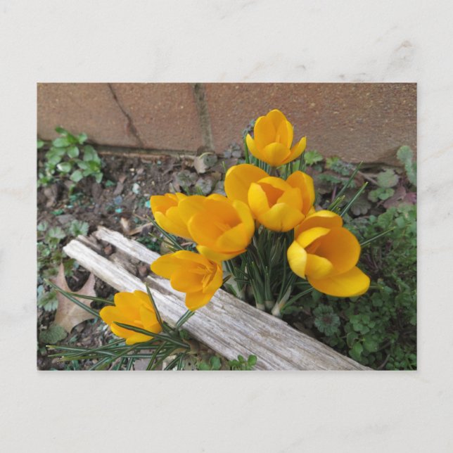 Frühlingsblumen Postkarte (Vorderseite)