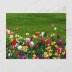 Frühlingsblumen Postkarte