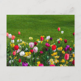 Frühlingsblumen Postkarte