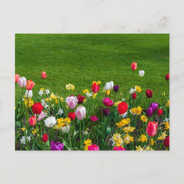 Frühlingsblumen Postkarte (Vorderseite)