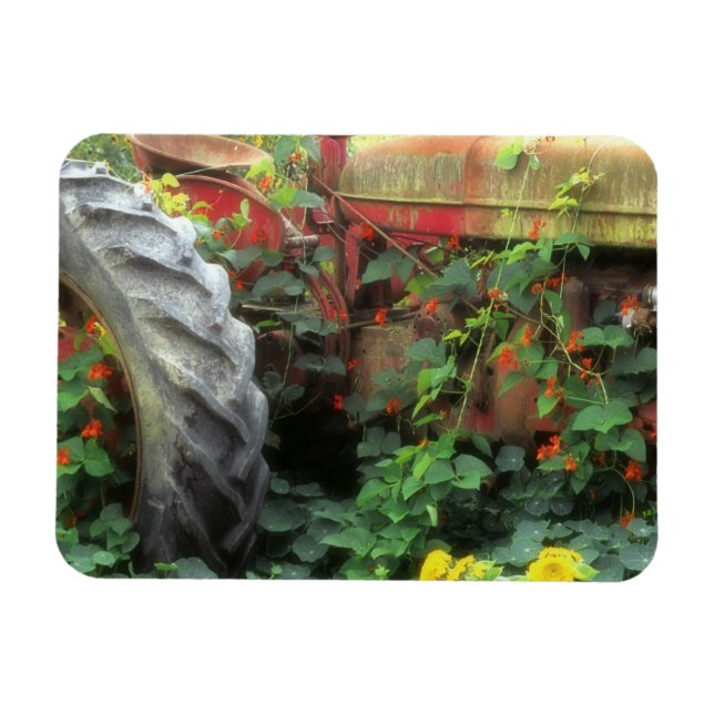 Frühlingsblumen schmücken einen alten Traktor. Magnet (Horizontal)