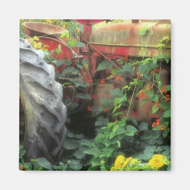 Frühlingsblumen schmücken einen alten Traktor. Magnet (Vorne)
