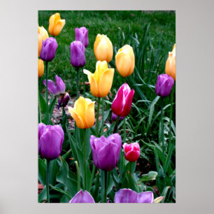 Frühlingsblumen Tulips Rosa Lila Garten Poster