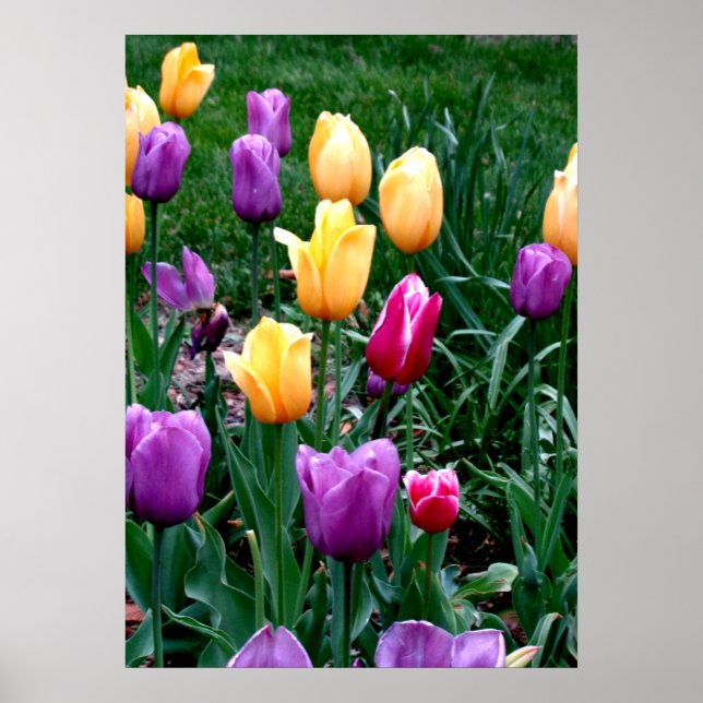 Frühlingsblumen Tulips Rosa Lila Garten Poster (Vorne)