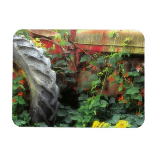 Frühlingsblumen zieren einen alten Traktor. Magnet