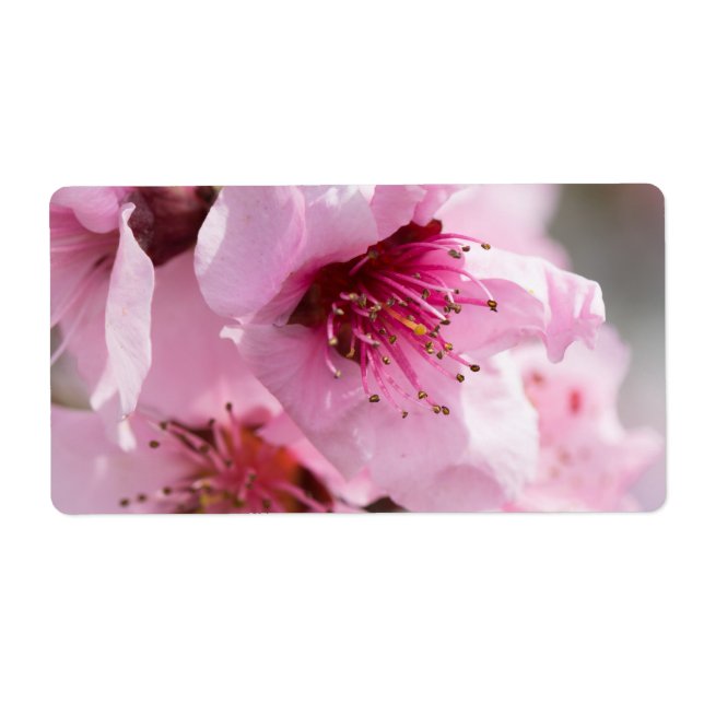 Frühlingsblüte (Vorne)
