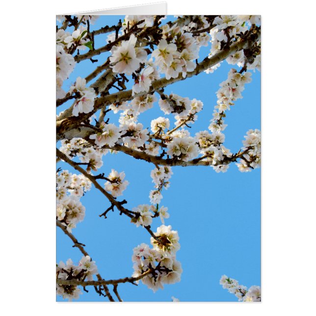 Frühlingsblüte der Liebe, (Vorne)
