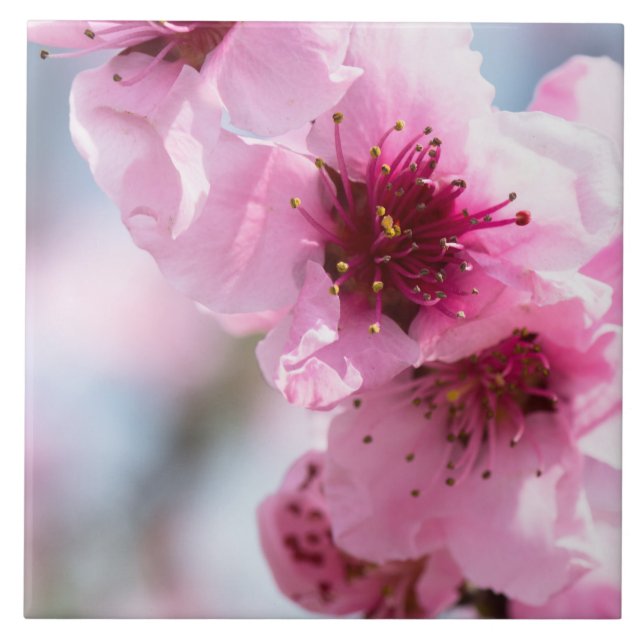 Frühlingsblüte Fliese (Vorderseite)