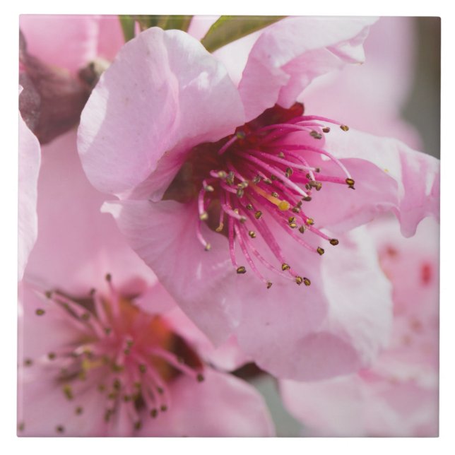 Frühlingsblüte Fliese (Vorderseite)