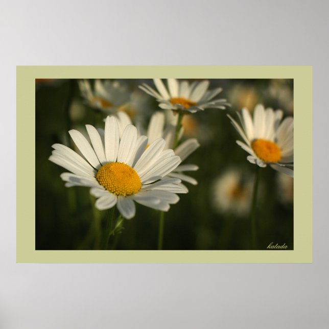 Frühlingsblüte Poster (Vorne)
