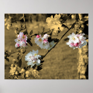 Frühlingsblüten in Vintage-Sepia-Teilfarbe Poster