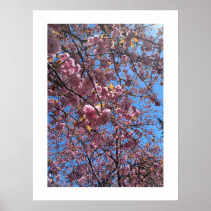 Frühlingsblüten Poster