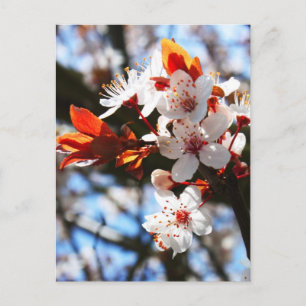 Frühlingsblüten Postkarte