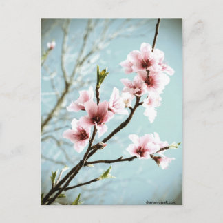 Frühlingsblüten Postkarte