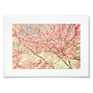 Frühlingsblüten Vintage Fotodruck