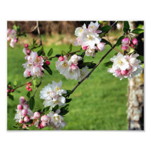 Frühlingsblüten von Rosa und Weißapfel 8x10 Fotodruck