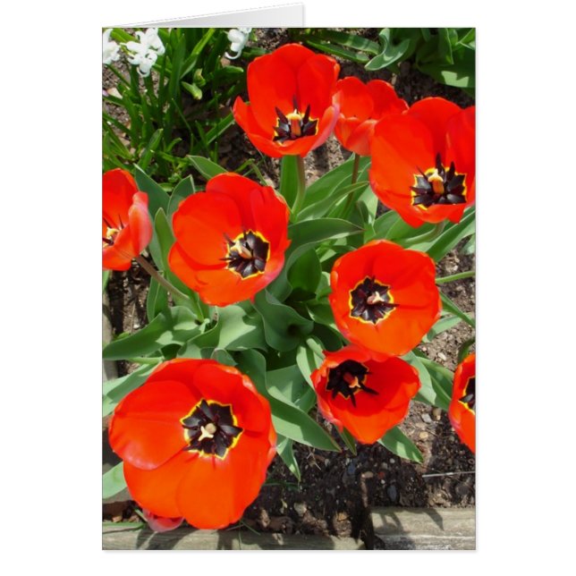 Frühlingsbrille (Vorne)