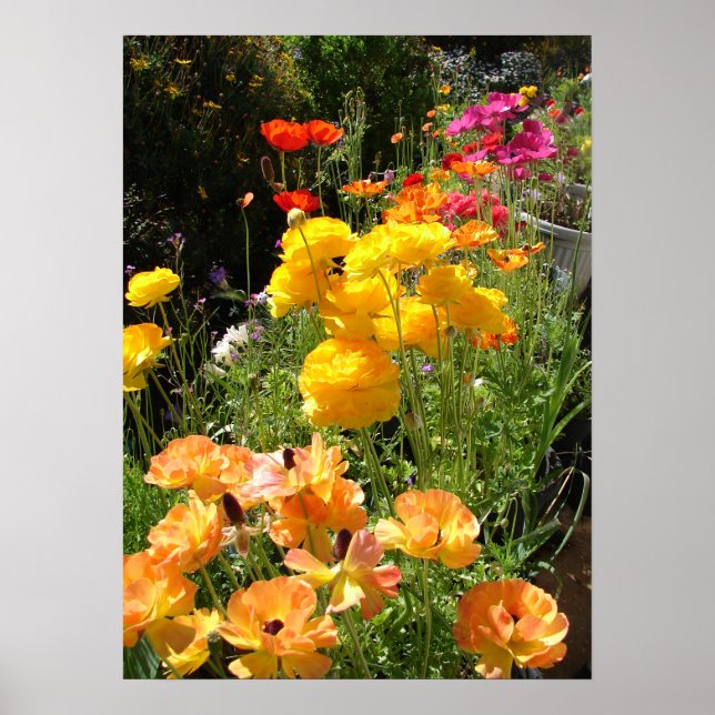 Frühlingsbullen Hütte Garten Blumengewächse Blume  Poster (Vorne)