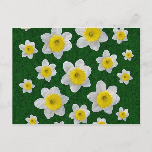 Frühlingsdaffodien Postkarte (Vorderseite)