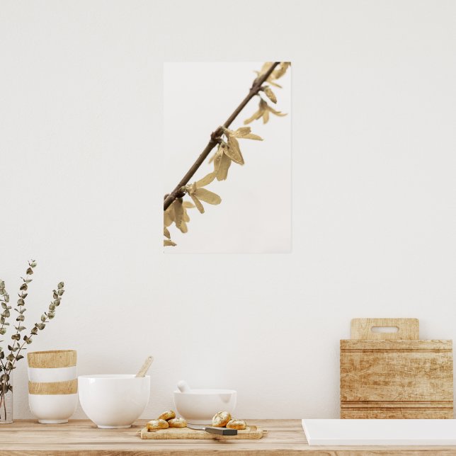Frühlingsduschen auf Forsythia Blume Poster (Küche)