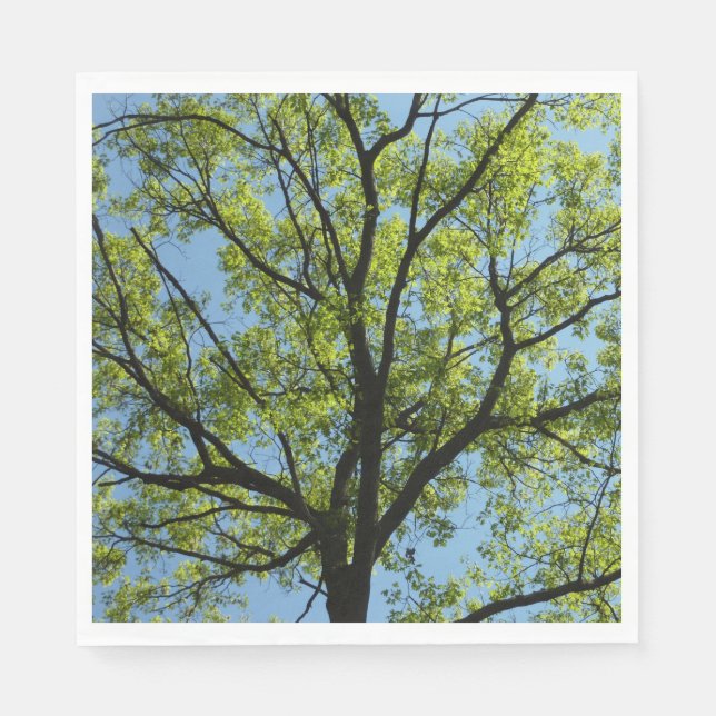 Frühlingseiche Baum Lebendige Natur Serviette (Vorderseite)