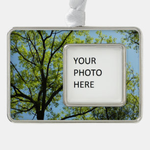 Frühlingseichenbaum Lebendige Natur Rahmen-Ornament Silber