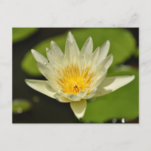 Frühlingserfahrung Blume - Postkarten