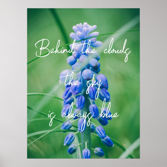Frühlingserie Blume (Traubenreste) Poster (Vorne)