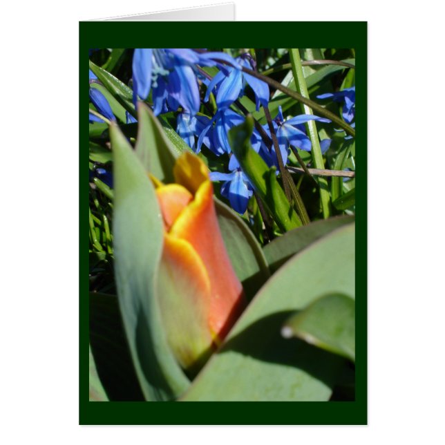 Frühlingserwachen (Vorne)