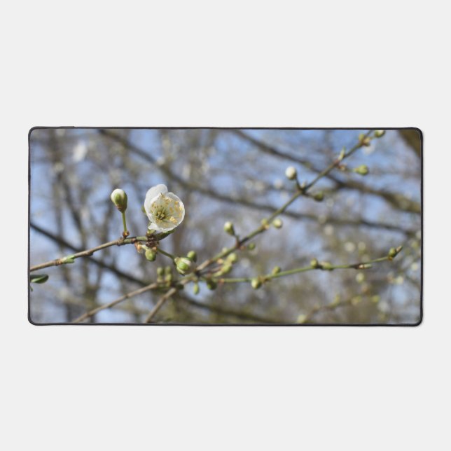 Frühlingserwachen, Blütenkarte der Wildkirsche Schreibtischunterlage (Vorderseite)