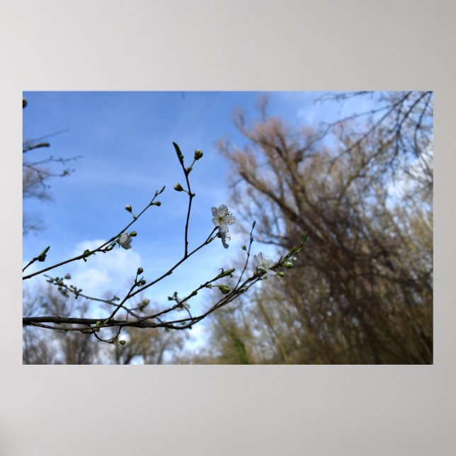 Frühlingserwachen Poster (Vorne)
