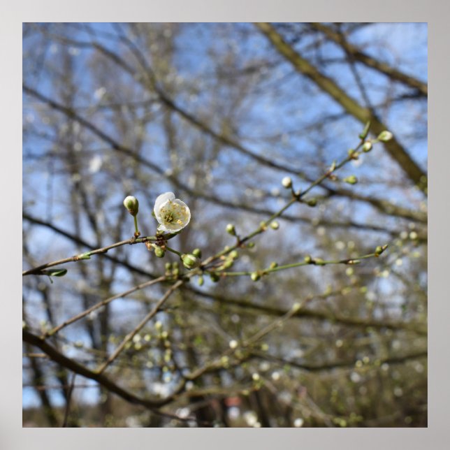 Frühlingserwachen Poster (Vorne)