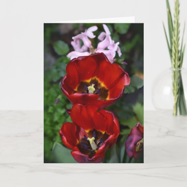 Frühlingserwachen , Tulips Card Karte (Vorderseite)