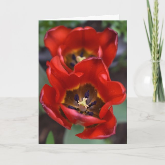 Frühlingserwachen, Tulips Karte (Vorderseite)