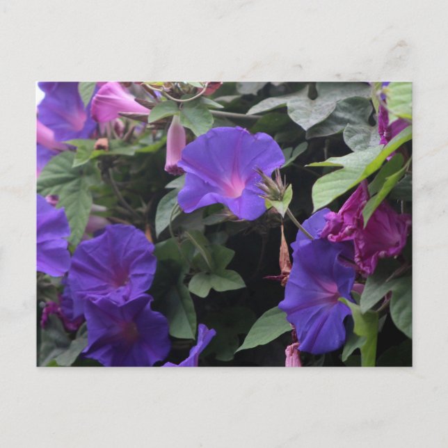 Frühlingsglorie in Blau Postkarte (Vorderseite)