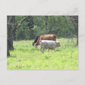 Frühlingsgrasen in Louisiana Postkarte